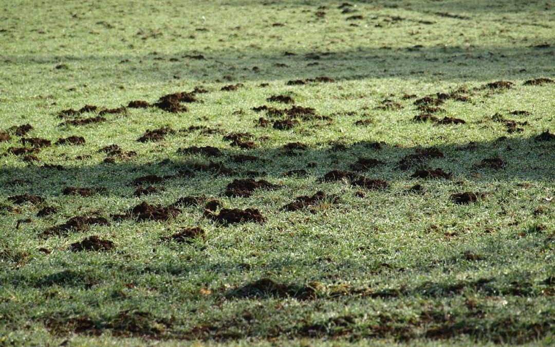 Why Fall Lawn Aeration in Denver Matters for Clay Soil Lawns
