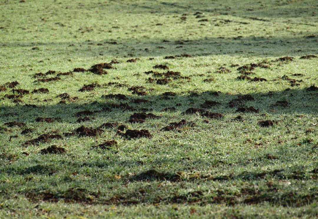 Why Fall Lawn Aeration in Denver Matters for Clay Soil Lawns