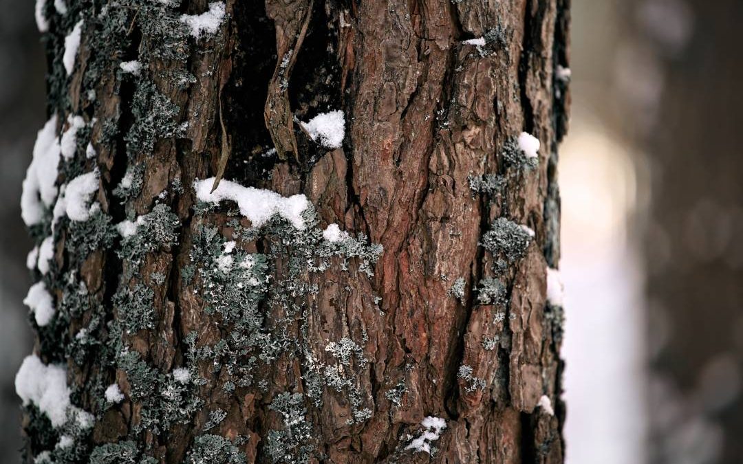 Winter Tree Protection Denver: Prepping Trees for a Front Range Winter