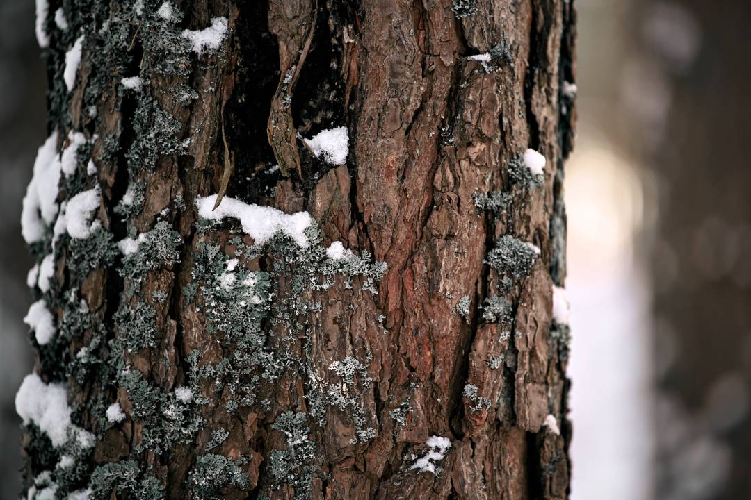 Winter Tree Protection Denver: Prepping Trees for a Front Range Winter