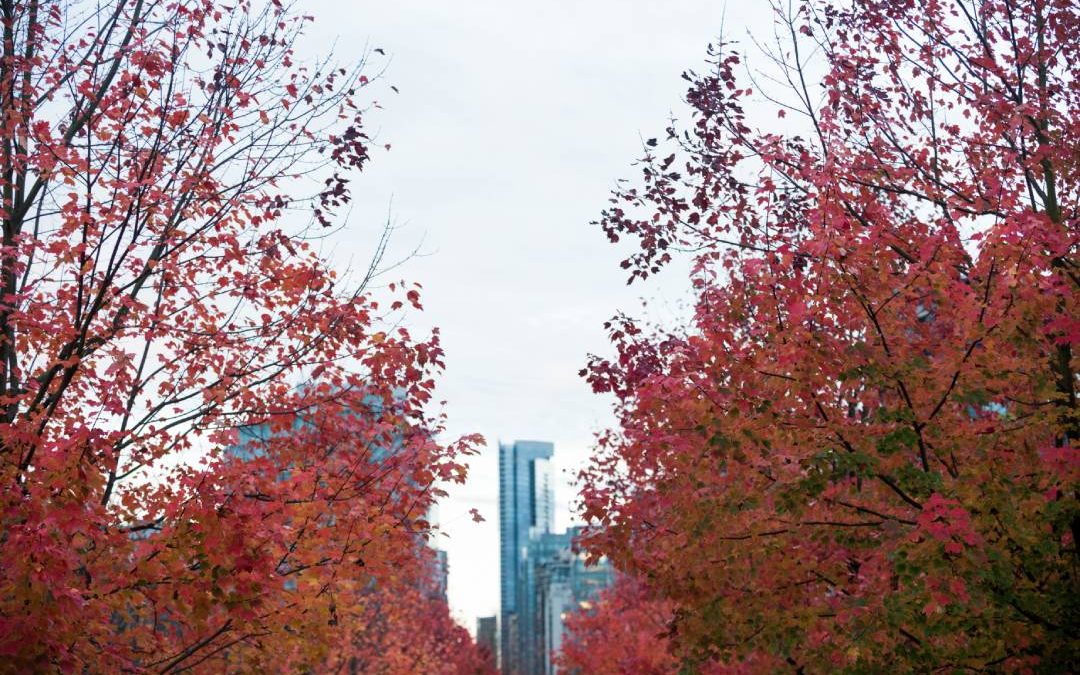 Winterize Garden Beds Colorado: A Front Range Fall Checklist