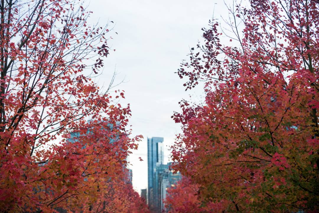 Winterize Garden Beds Colorado: A Front Range Fall Checklist